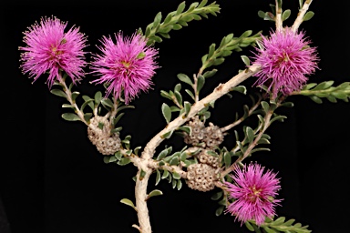 APII jpeg image of Melaleuca spathulata  © contact APII