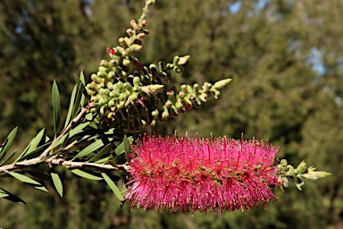 APII jpeg image of Callistemon megalongensis  © contact APII