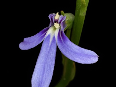 APII jpeg image of Lobelia browniana  © contact APII