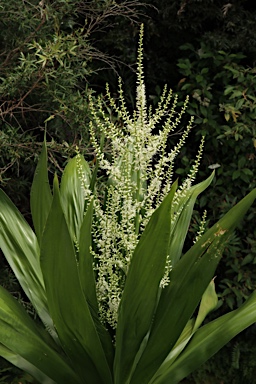 APII jpeg image of Cordyline obtecta  © contact APII