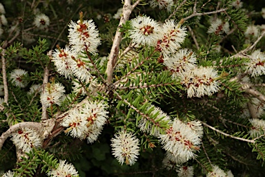 APII jpeg image of Melaleuca howeana  © contact APII