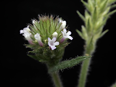 APII jpeg image of Verbena bonariensis  © contact APII