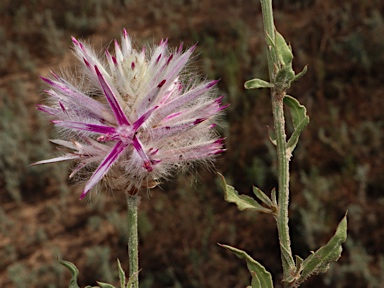 APII jpeg image of Ptilotus nobilis subsp. semilanatus  © contact APII