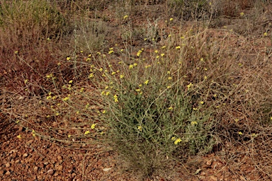 APII jpeg image of Diplotaxis tenuifolia  © contact APII