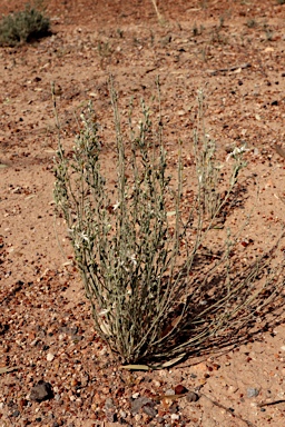 APII jpeg image of Teucrium racemosum  © contact APII