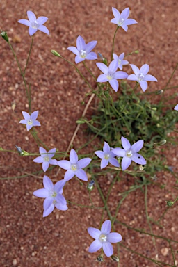 APII jpeg image of Wahlenbergia graniticola  © contact APII