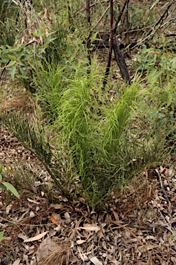 APII jpeg image of Macrozamia heteromera  © contact APII