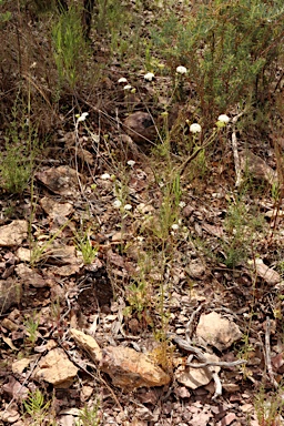 APII jpeg image of Trachymene glaucifolia  © contact APII