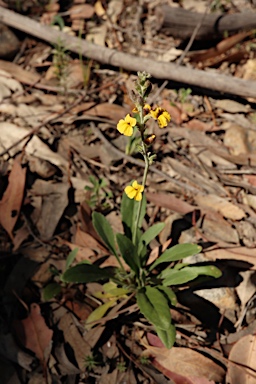 APII jpeg image of Goodenia bellidifolia subsp. bellidifolia  © contact APII