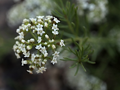 APII jpeg image of Platysace ericoides  © contact APII