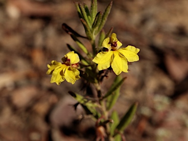 APII jpeg image of Goodenia heterophylla subsp. heterophylla  © contact APII