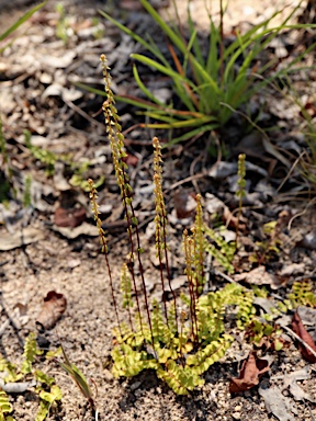 APII jpeg image of Lindsaea linearis  © contact APII