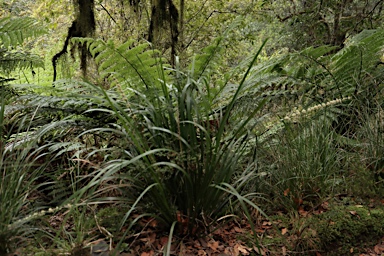 APII jpeg image of Lomandra spicata  © contact APII