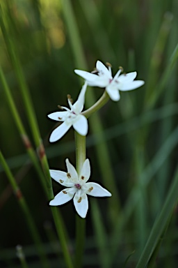 APII jpeg image of Wurmbea dioica subsp. dioica  © contact APII