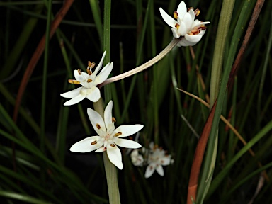 APII jpeg image of Wurmbea dioica subsp. dioica  © contact APII