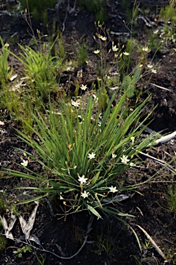 APII jpeg image of Thelionema caespitosum  © contact APII