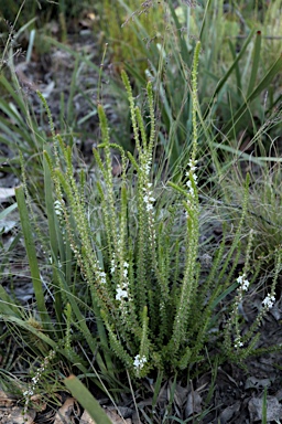 APII jpeg image of Epacris microphylla  © contact APII