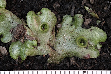 APII jpeg image of Marchantia berteroana  © contact APII