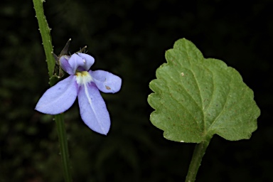 APII jpeg image of Lobelia trigonocaulis  © contact APII