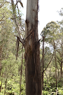 APII jpeg image of Eucalyptus nobilis  © contact APII