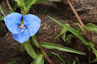 APII jpeg image of Commelina cyanea  © contact APII