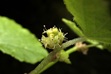 APII jpeg image of Hydrocotyle acutiloba  © contact APII