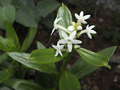 APII jpeg image of Stackhousia monogyna  © contact APII