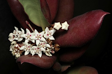 APII jpeg image of Hoya australis subsp. rupicola  © contact APII