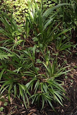 APII jpeg image of Helmholtzia acorifolia  © contact APII