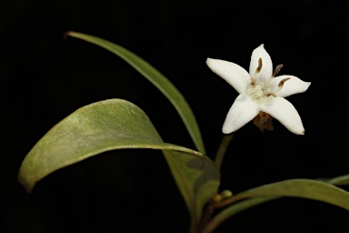 APII jpeg image of Psychotria simmondsiana  © contact APII