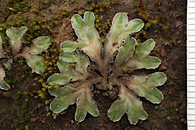 APII jpeg image of Riccia cartilaginosa  © contact APII