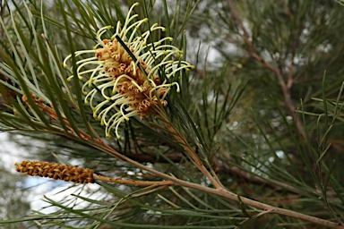 APII jpeg image of Grevillea hodgei  © contact APII