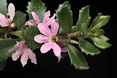 APII jpeg image of Scaevola humilis  © contact APII