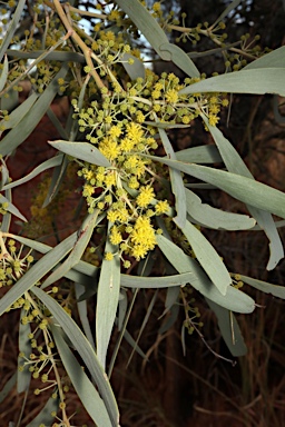 APII jpeg image of Acacia cambagei  © contact APII