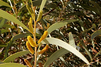 APII jpeg image of Acacia elachantha  © contact APII