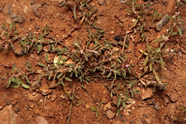 APII jpeg image of Polygonum plebeium  © contact APII