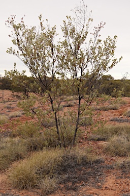 APII jpeg image of Grevillea wickhamii subsp. aprica  © contact APII