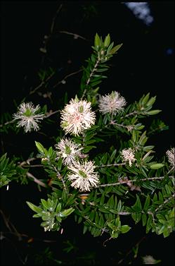 APII jpeg image of Melaleuca bracteata  © contact APII