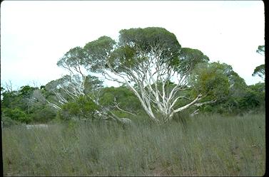 APII jpeg image of Melaleuca cajuputi  © contact APII