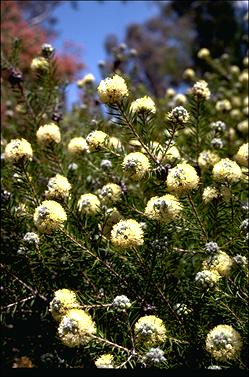 APII jpeg image of Melaleuca capitata  © contact APII