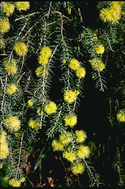 APII jpeg image of Melaleuca incana subsp. incana  © contact APII