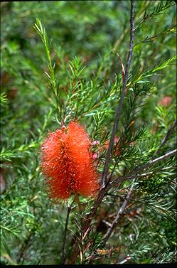 APII jpeg image of Melaleuca laterita  © contact APII