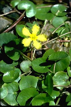 APII jpeg image of Nymphoides geminata  © contact APII