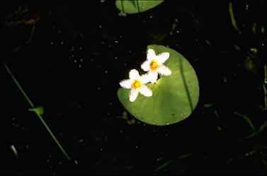 APII jpeg image of Nymphoides indica  © contact APII