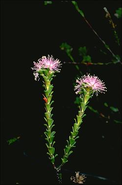 APII jpeg image of Kunzea capitata  © contact APII