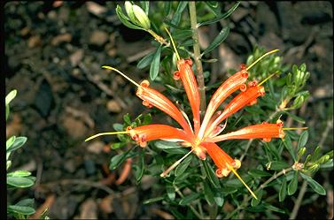 APII jpeg image of Lambertia inermis  © contact APII