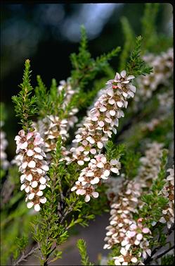 APII jpeg image of Leptospermum liversidgei  © contact APII