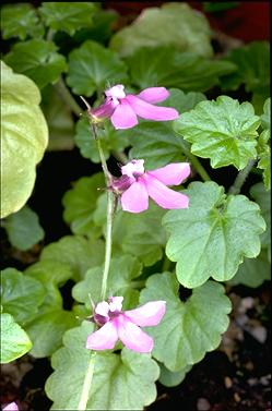 APII jpeg image of Lobelia trigonocaulis  © contact APII