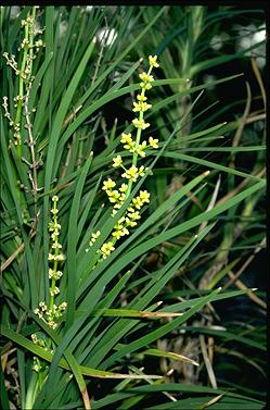 APII jpeg image of Lomandra banksii  © contact APII