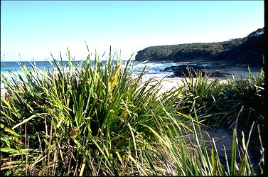 APII jpeg image of Lomandra longifolia  © contact APII